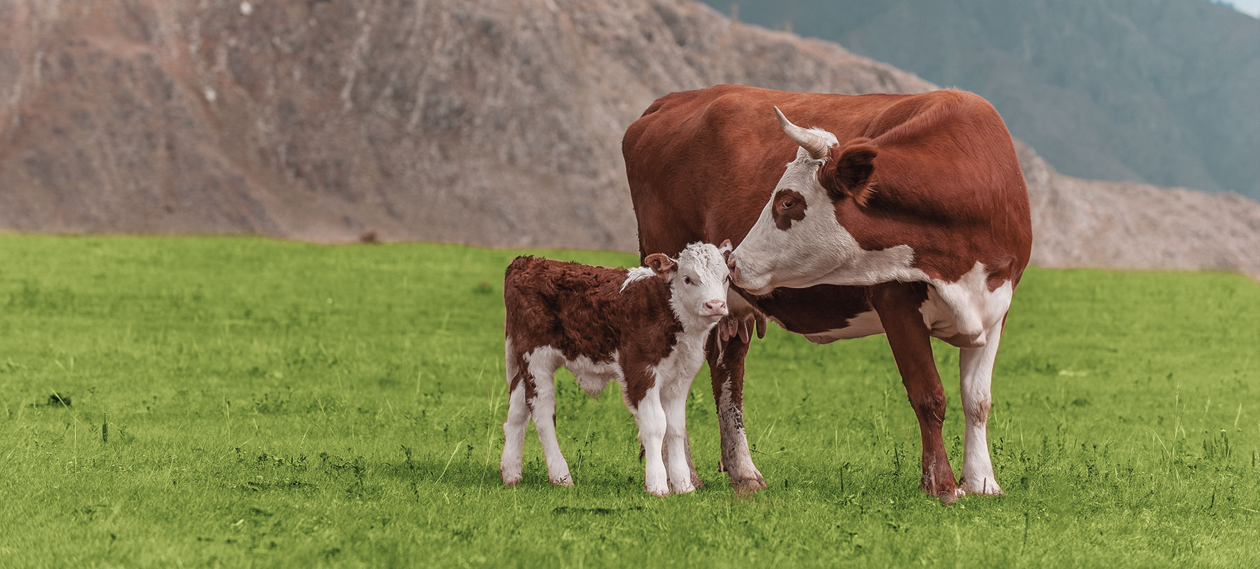 Bark&Bloom - Deine vegane Werbeagentur, Eine Mutterkuh und ihr Kalb auf einer weiten, grünen Wiese – ein Bild der natürlichen und tierfreundlichen Haltung, das Werte wie Nachhaltigkeit und Tierschutz verkörpert.